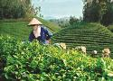 QTDND xã Thạch Sơn: Phát triển song hành cùng chất lượng