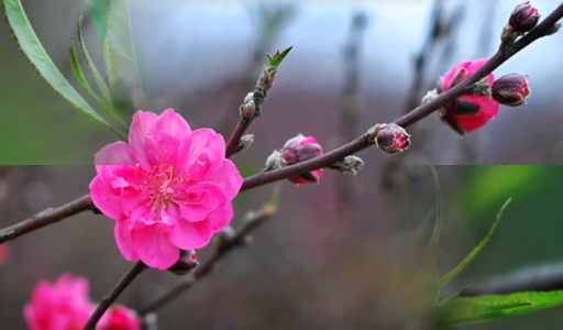 Chào xuân Mậu Tuất 2018