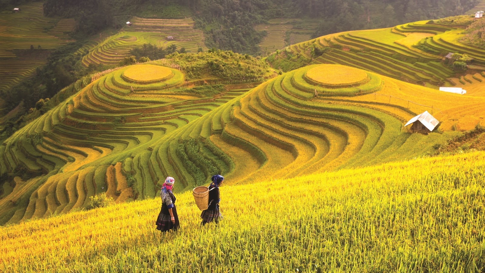 Vì sự phát triển bền vững hệ thống quỹ tín dụng nhân dân vi su phat trien ben vung he thong quy tin dung nhan dan
