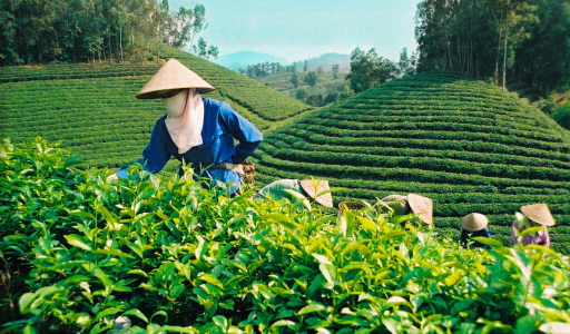 Chiến lược phát triển kinh tế tập thể, hợp tác xã giai đoạn 2021-2030