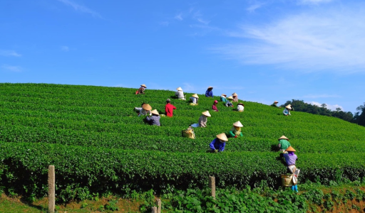 Phát triển kinh tế tập thể hiệu quả, bền vững