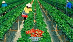 Đẩy mạnh triển khai gói hỗ trợ lãi suất 2% tới doanh nghiệp, hợp tác xã, hộ kinh doanh