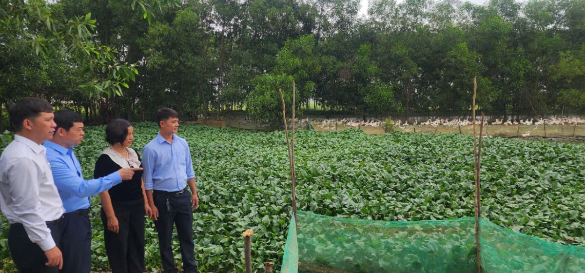Từ sự tiếp sức của QTDND Mai Thủy, bà Võ Thị Xuân Hương ở xã Trường Phú, đã đầu tư phát triển mô hình nuôi vịt, mang lại hiệu quả kinh tế cao.