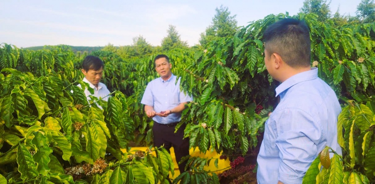 Hệ thống quỹ tín dụng nhân dân đóng vai trò quan trọng trong phát triển kinh tế nông thôn
